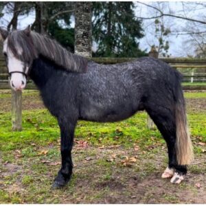 Dungle by Hoffmannhorses.com