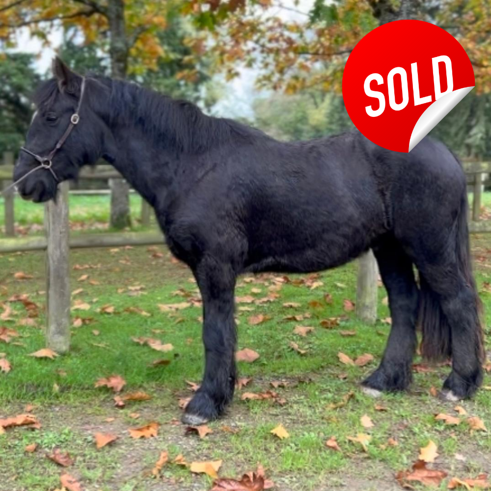 Sparky - Sold
