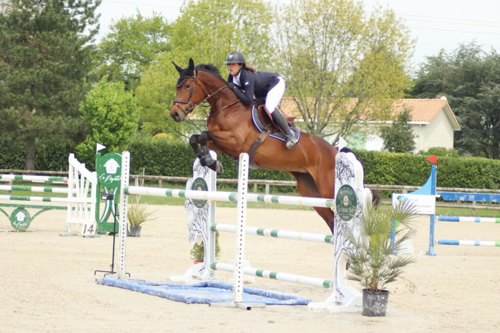 Journey by HoffmannHorses.com
