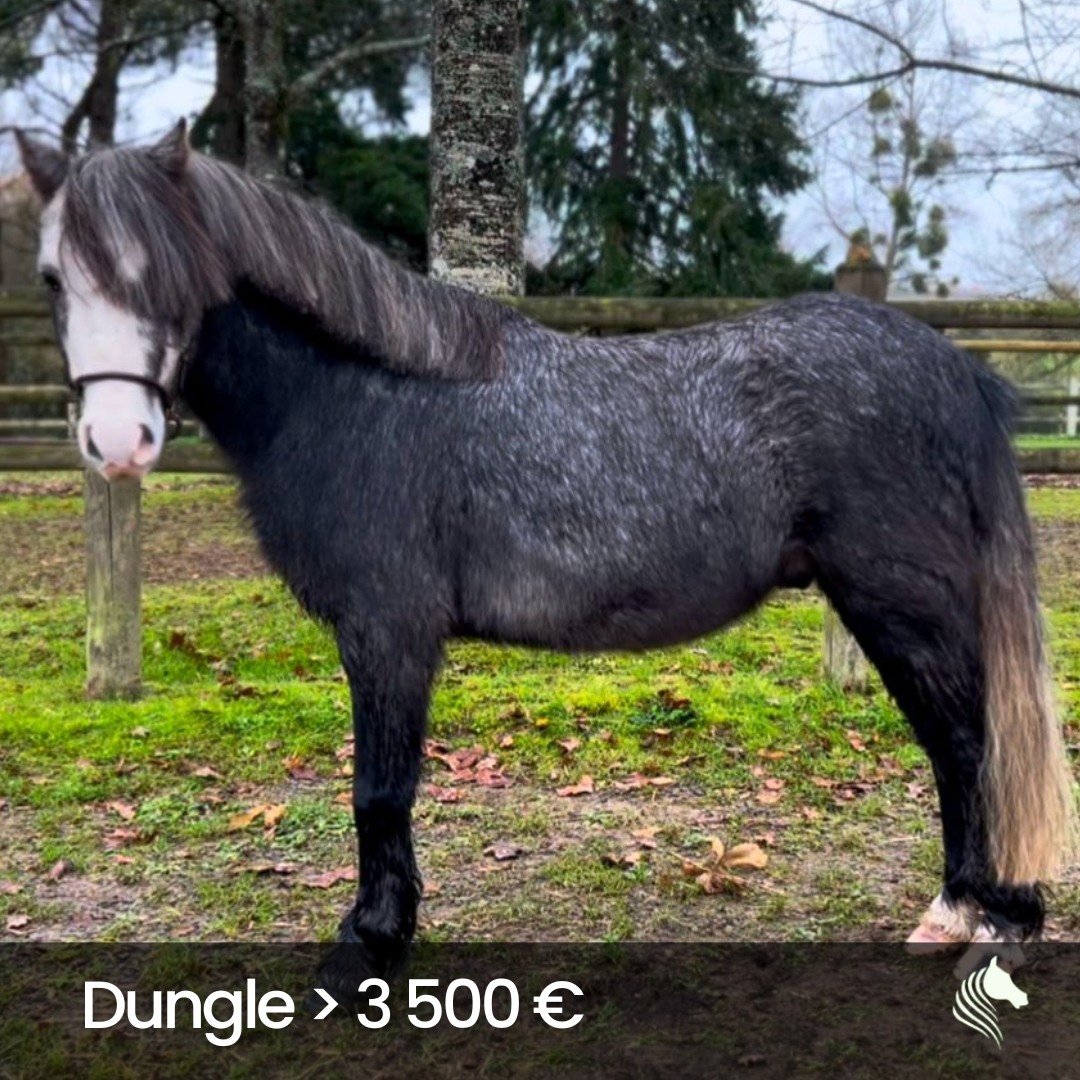 Dungle