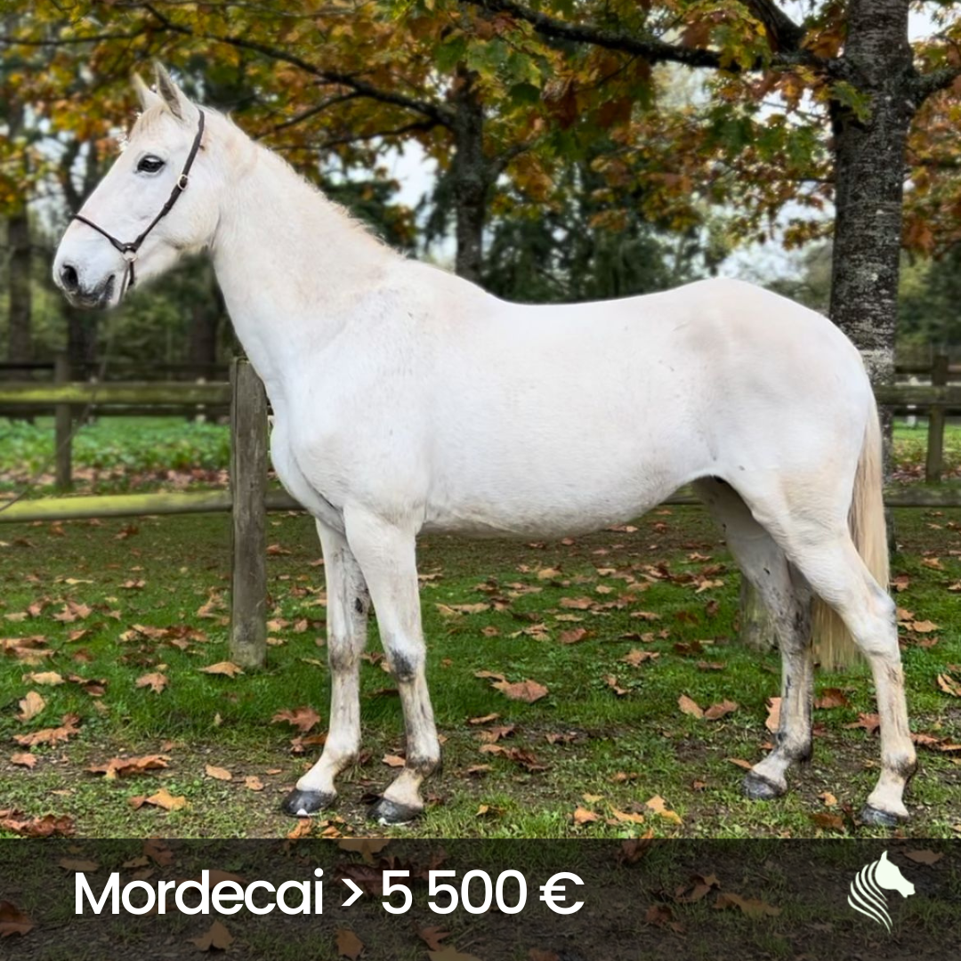 Mordecai