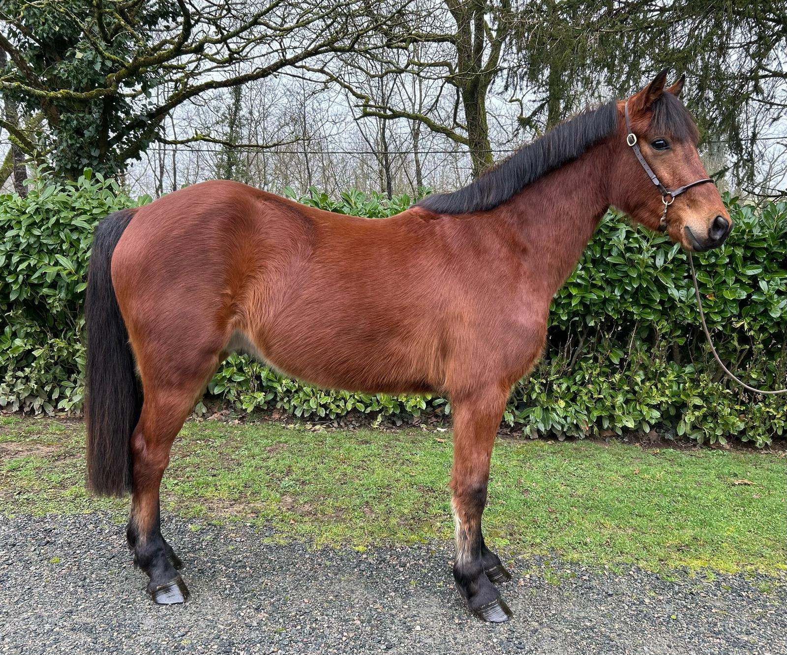 Mercurius by HoffmannHorses
