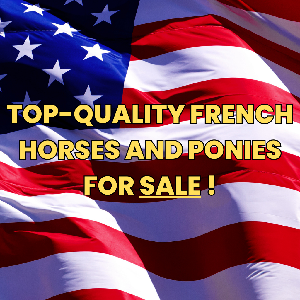Top-quality French horses and ponies for sale !