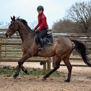 Stunning 7-year-old AQPS gelding – 174 cm
