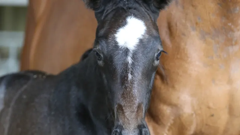 Save Only: A surgery to give her a future