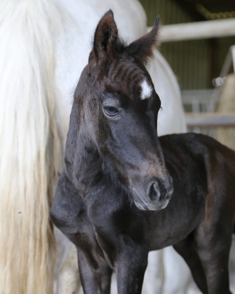Penny
Jilbert van’t Ruythershof x Cicero Z