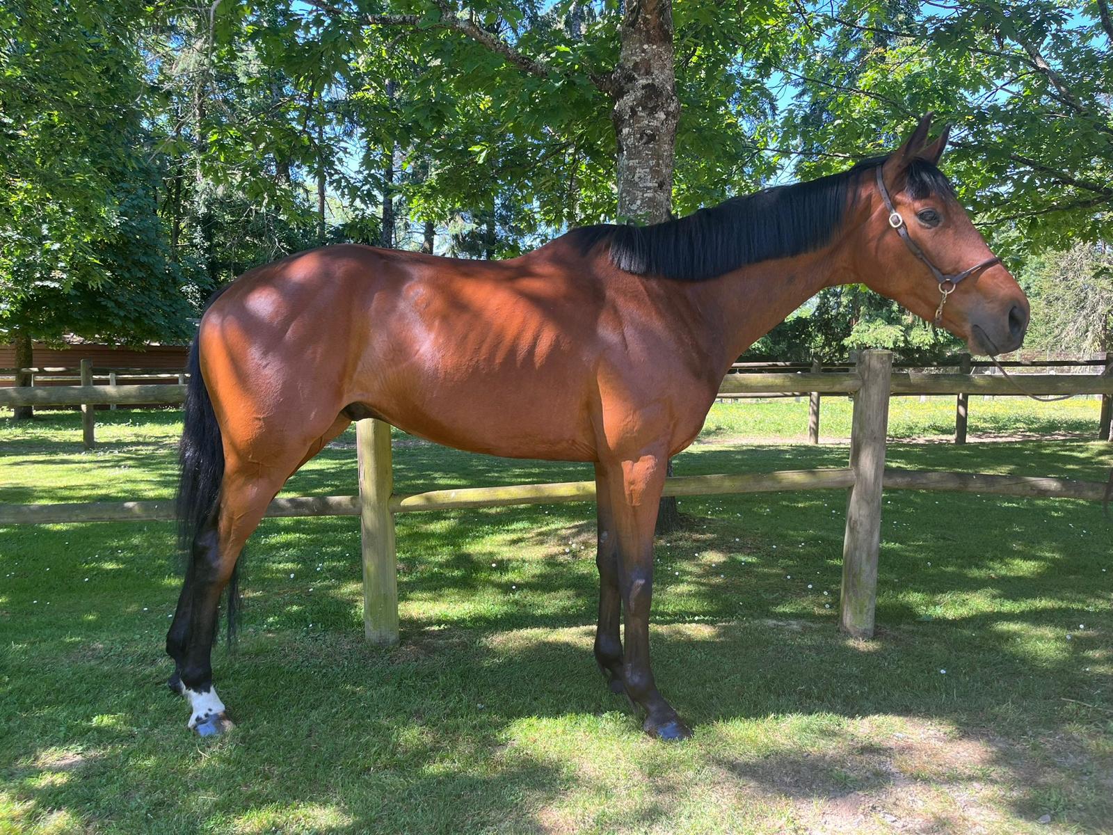 Whether you're looking for a partner for eventing, show jumping, or simply a reliable leisure horse with a great temperament, Rebel might just be the one.