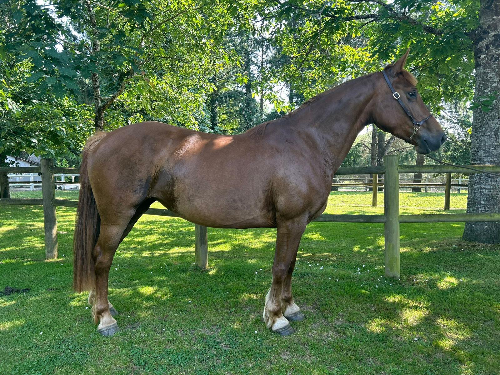 Dora : Dora is a lovely 7-year-old dark chestnut (burnt chestnut) D-sized pony mare, with a very nice conformation and good jumping potential.
