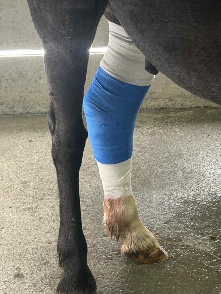 Another two to three weeks of stall rest should be enough for the wound to close completely, and then our brave pony will be free to rejoin his friends in the paddock. Accidents are part of stable life, but they also remind us how much care, vigilance, and kindness lie at the heart of what we do every day. Stay strong, Barney — the whole team is rooting for you to be galloping again very soon!