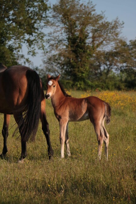 Horses and ponies for sale  At our stables, we have a dedicated area for high-quality breeding, where we birth, raise, and train sport horses and ponies in the heart of the French countryside. Passionate about the equestrian world from a young age, Victoria has created a welcoming, family-oriented environment—a structure that reflects her personality. Her primary goal is to share her expertise.