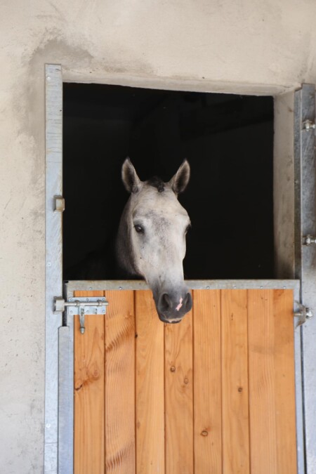 Cavalos e pôneis para venda Em nossos estábulos, temos uma área dedicada à criação de alta qualidade, onde parimos, criamos e treinamos cavalos e pôneis esportivos no coração do interior da França. Apaixonada pelo mundo equestre desde jovem, Victoria criou um ambiente acolhedor e voltado para a família — uma estrutura que reflete sua personalidade. Seu principal objetivo é compartilhar sua experiência.