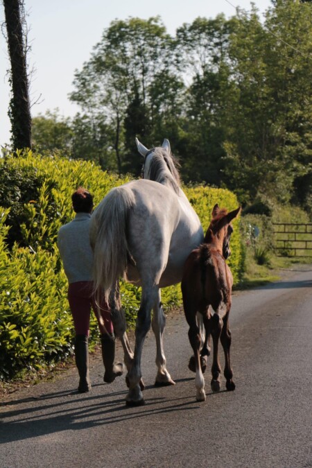 Caballos y ponis en venta En nuestros establos, contamos con un área dedicada a la cría de alta calidad, donde nacemos, criamos y entrenamos caballos y ponis deportivos en el corazón de la campiña francesa. Apasionada por el mundo ecuestre desde muy joven, Victoria ha creado un entorno acogedor y familiar, una estructura que refleja su personalidad. Su principal objetivo es compartir su experiencia.