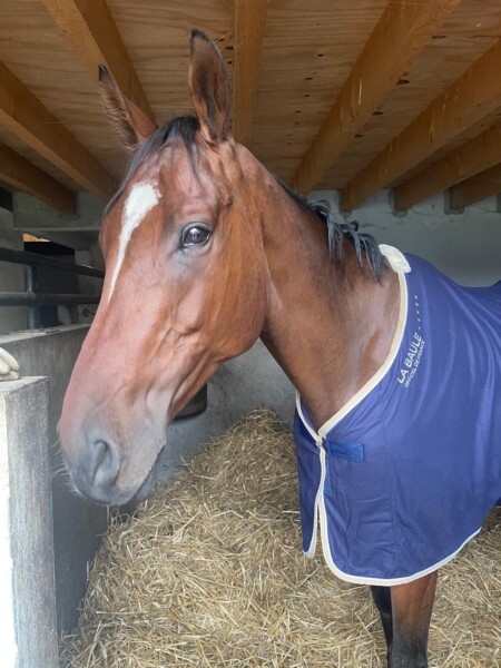 HoffmannHorses : at our stables, we have a dedicated area for high-quality breeding, where we birth, raise, and train sport horses and ponies in the heart of the French countryside.