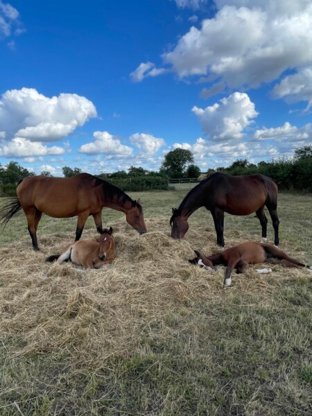 HoffmannHorses : at our stables, we have a dedicated area for high-quality breeding, where we birth, raise, and train sport horses and ponies in the heart of the French countryside.