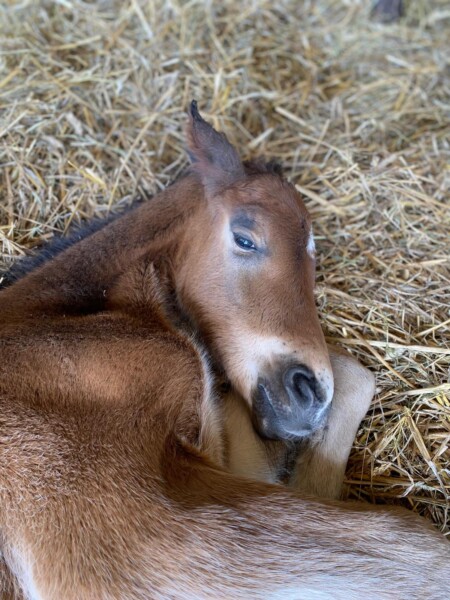 HoffmannHorses : at our stables, we have a dedicated area for high-quality breeding, where we birth, raise, and train sport horses and ponies in the heart of the French countryside.